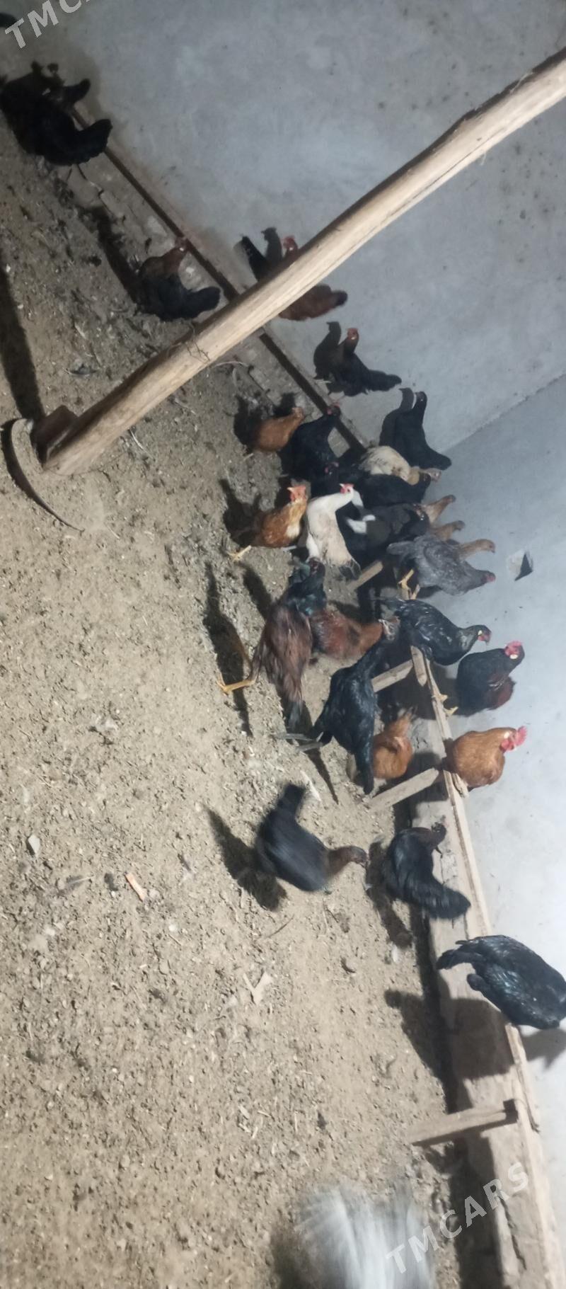 догуп дуран товук - Чарджоу - img 6