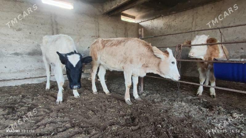 gibrit gulajyn - Мары - img 3