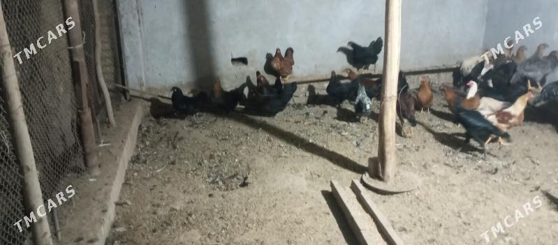 догуп дуран товук - Чарджоу - img 2