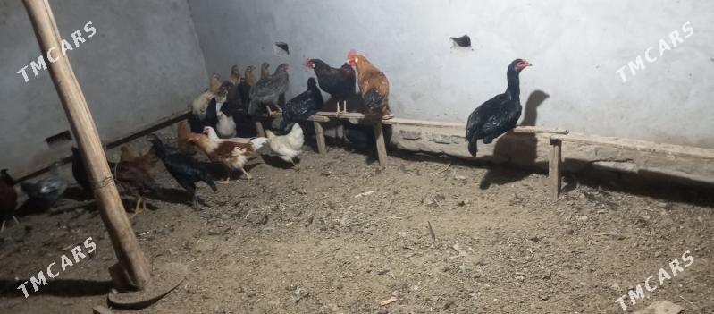 догуп дуран товук - Чарджоу - img 1