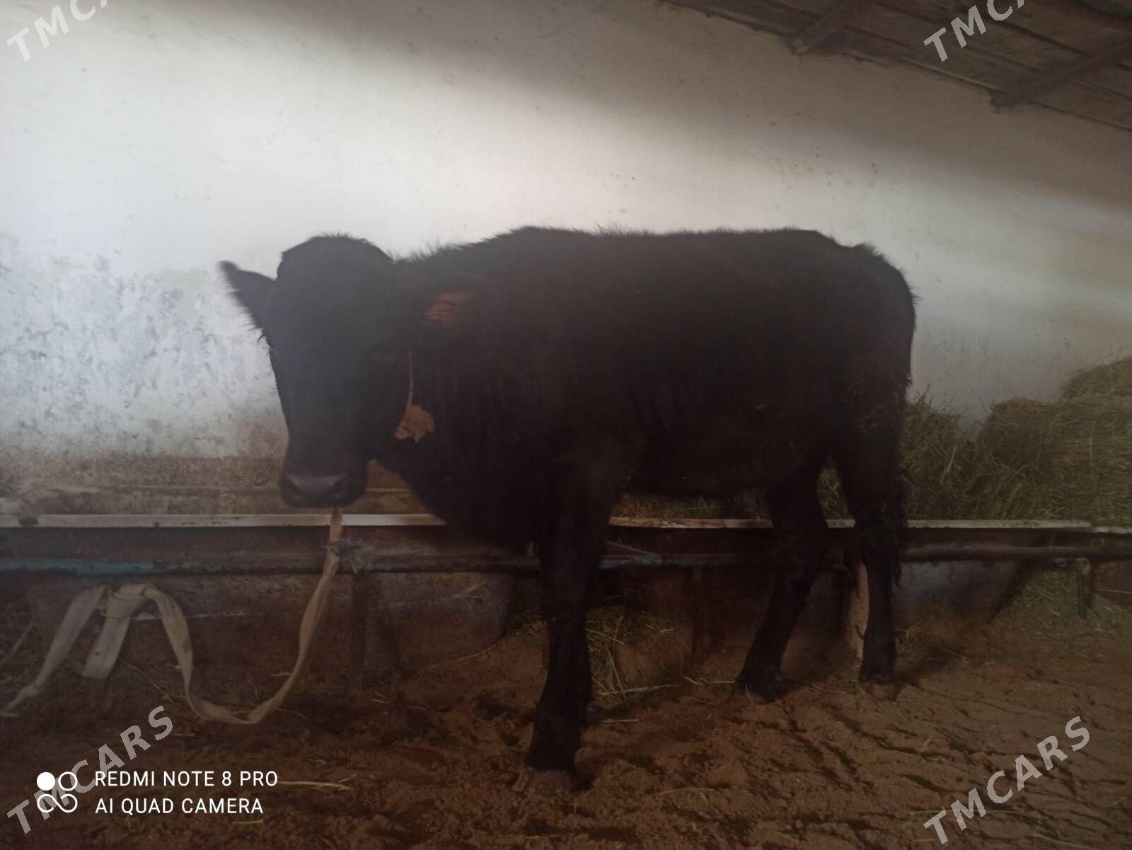 Angus tuwe - Хитровка - img 2