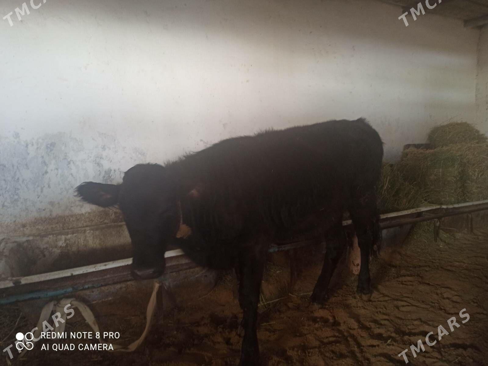 Angus tuwe - Хитровка - img 3