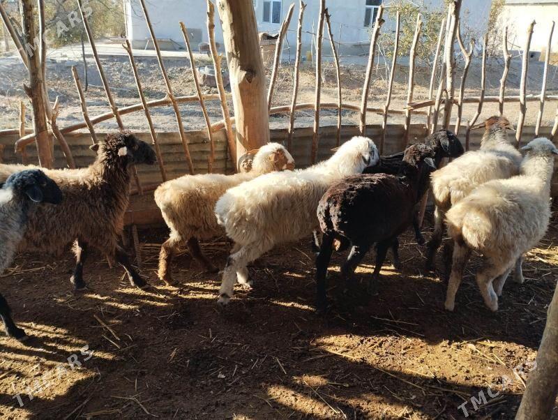 guzy - Daşoguz - img 2