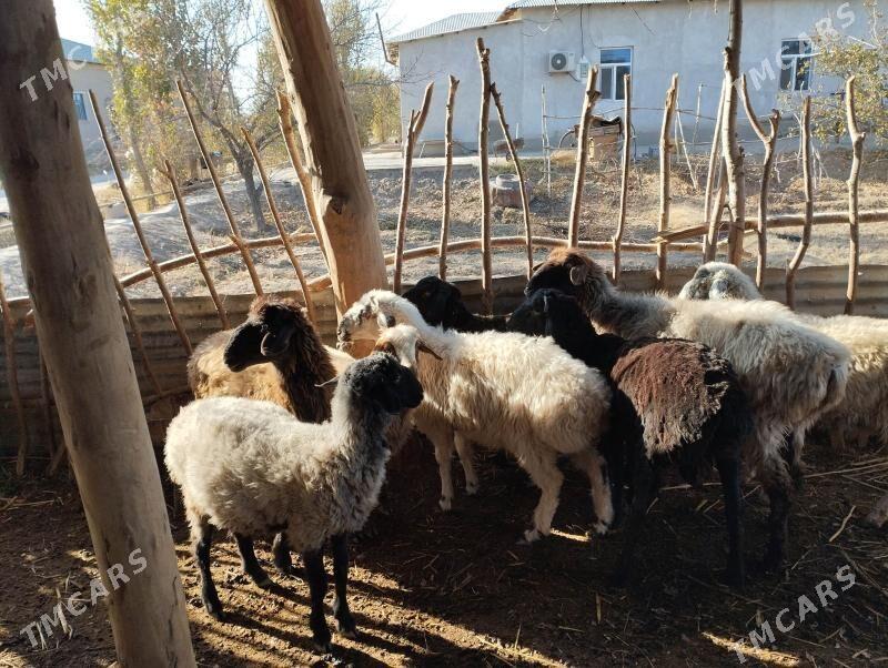 guzy - Daşoguz - img 1