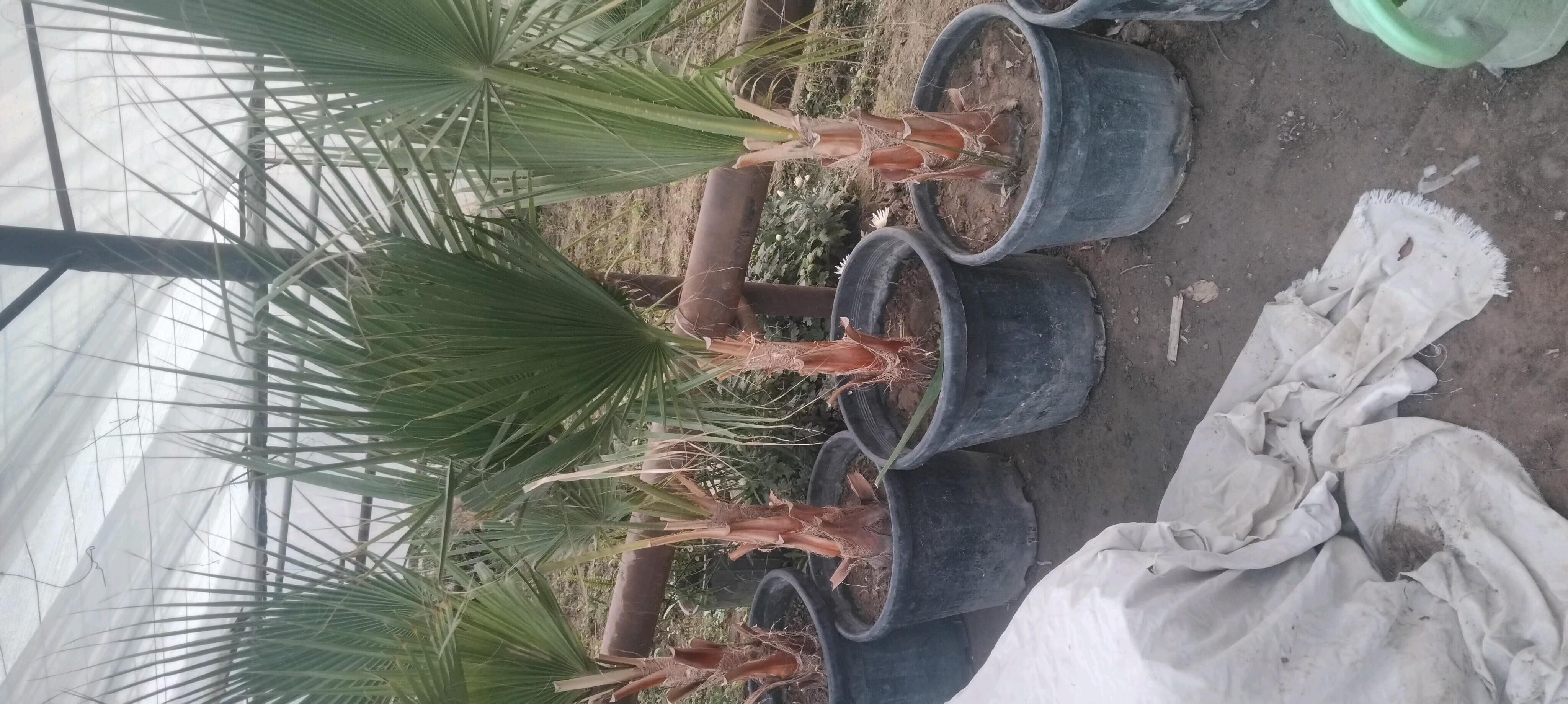 palma - Daşoguz - img 3