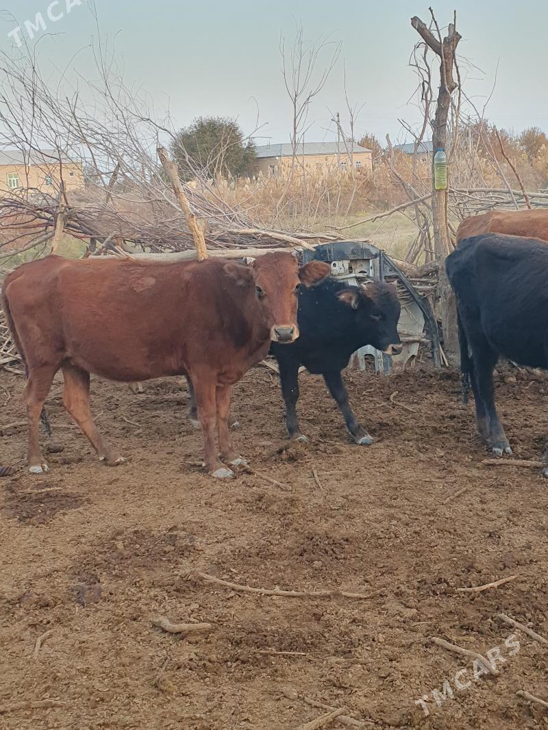 golelisygyr - Векильбазар - img 5