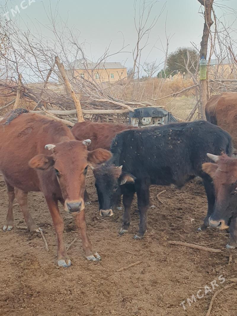 golelisygyr - Векильбазар - img 4