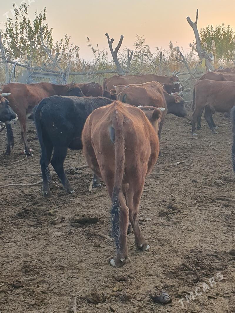 golelisygyr - Векильбазар - img 3