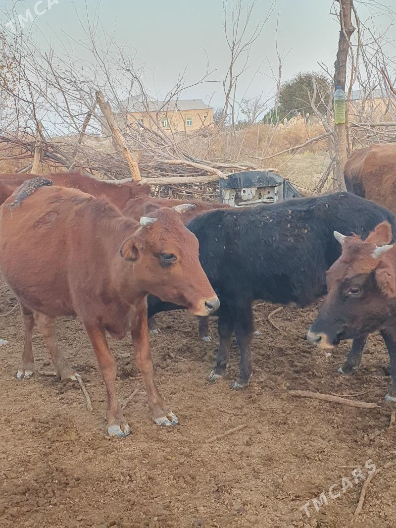 golelisygyr - Векильбазар - img 2