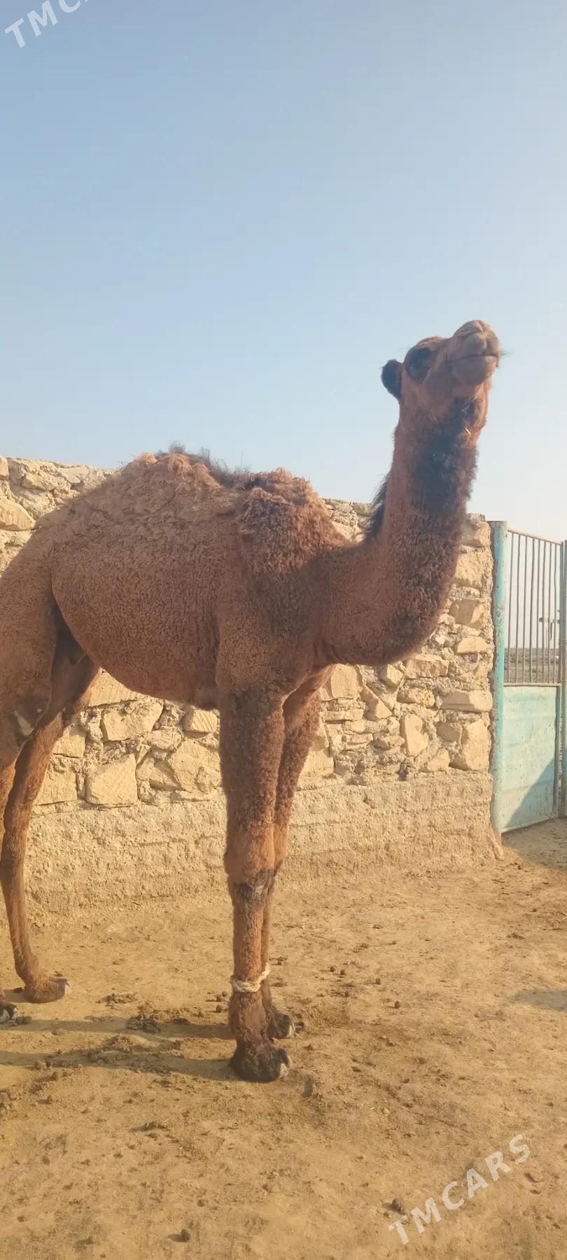 Erkek torum - Esenguly - img 1