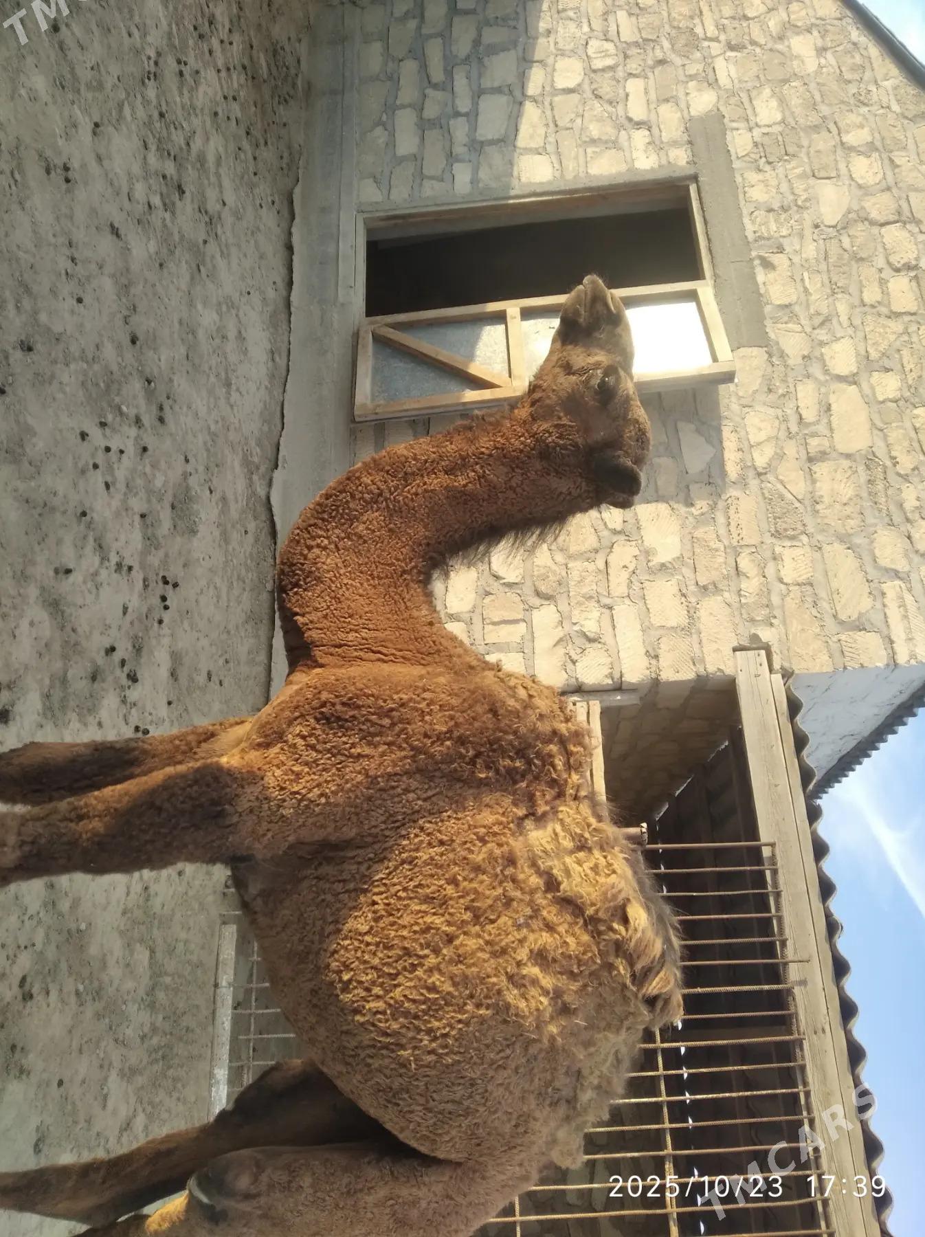 Erkek torum - Esenguly - img 2