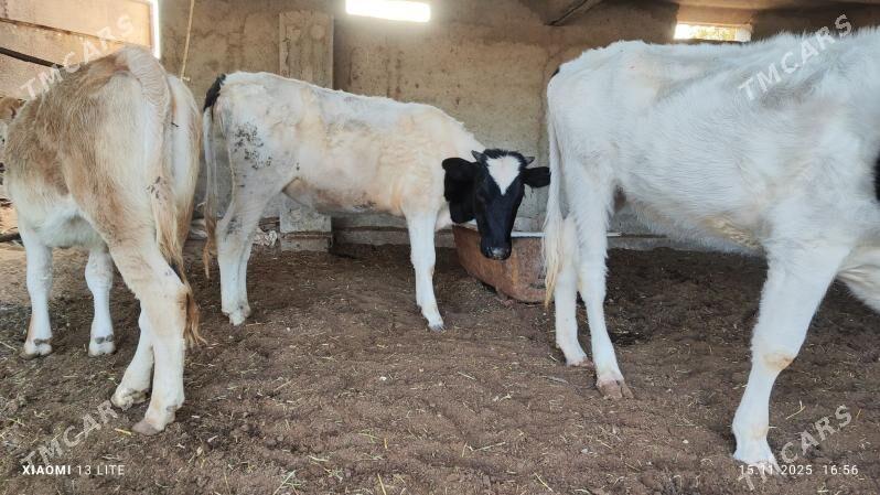 gulajyn gibrit - Mary - img 4