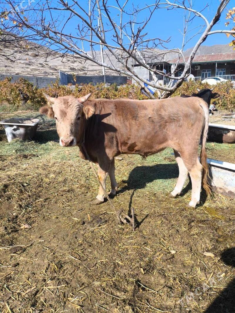 okuz - Бахарден - img 2