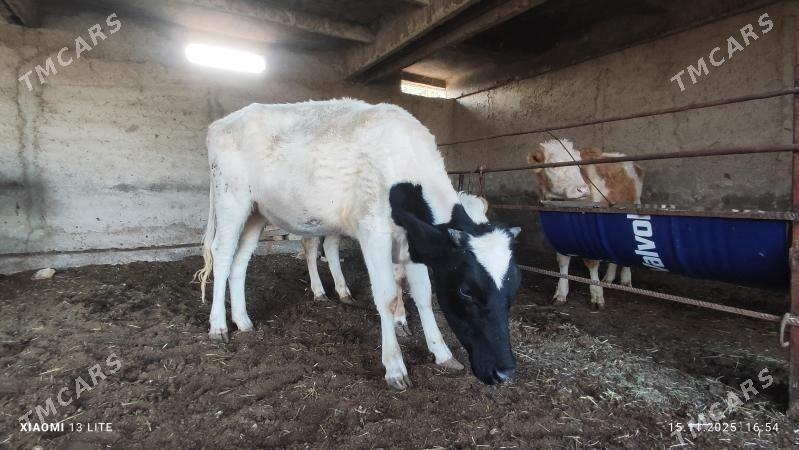 gulajyn gibrit - Mary - img 3