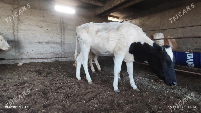 gulajyn gibrit - Mary - img 2