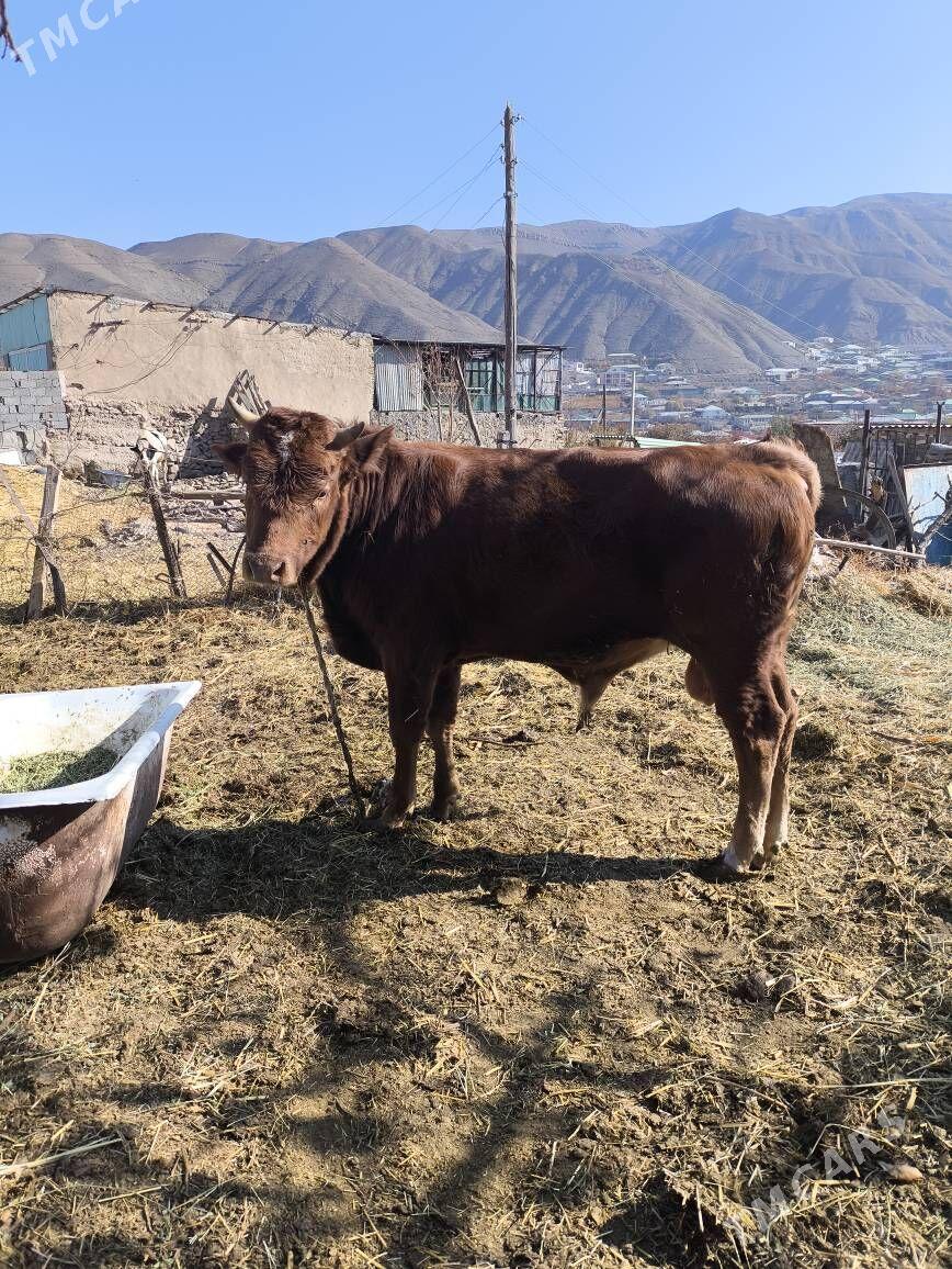 okuz - Бахарден - img 3