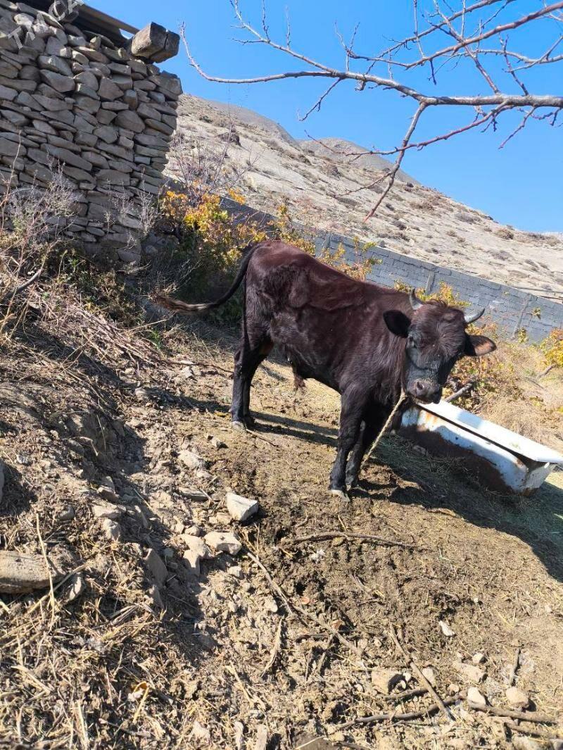 okuz - Бахарден - img 4