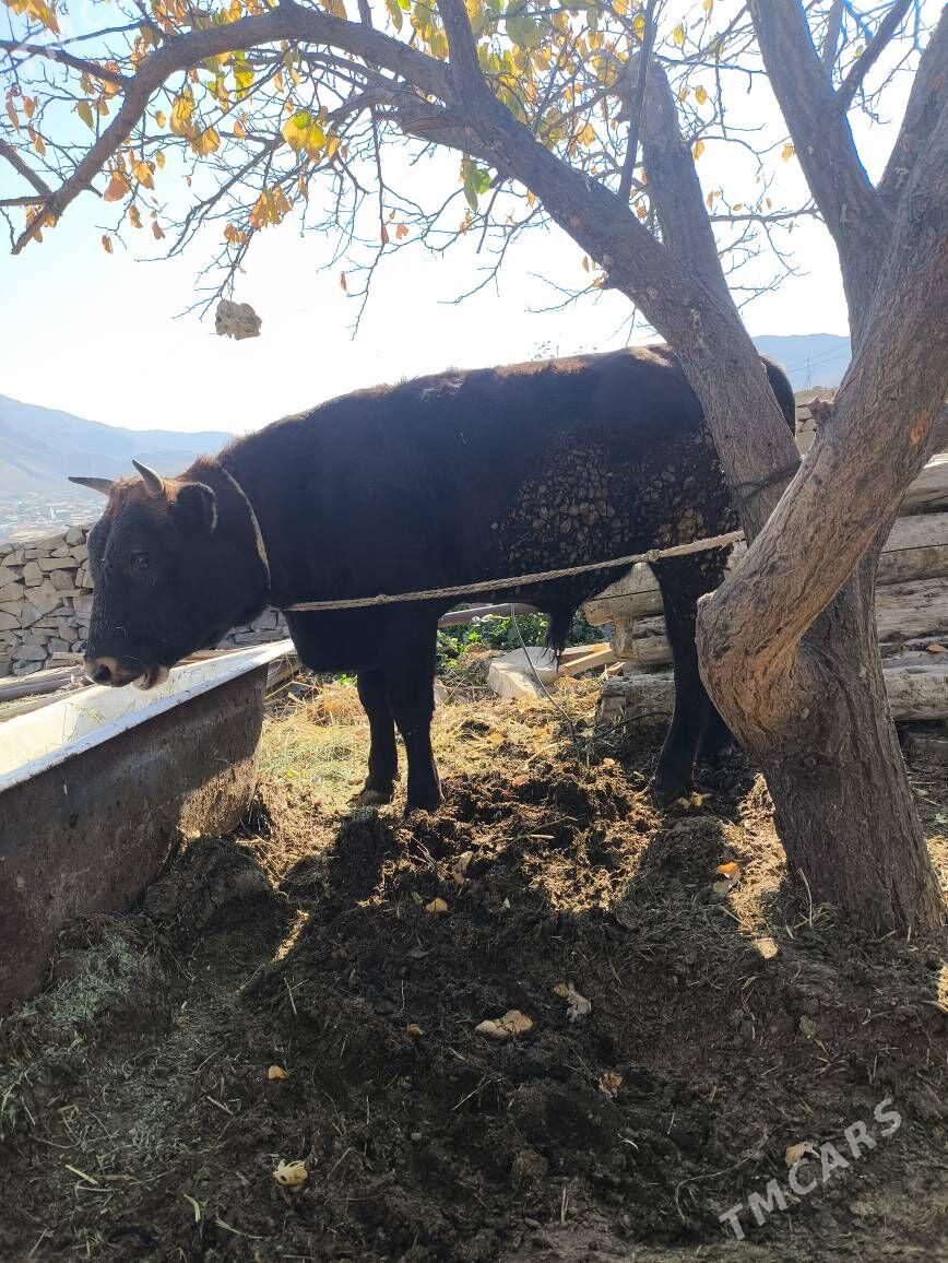 okuz - Бахарден - img 6