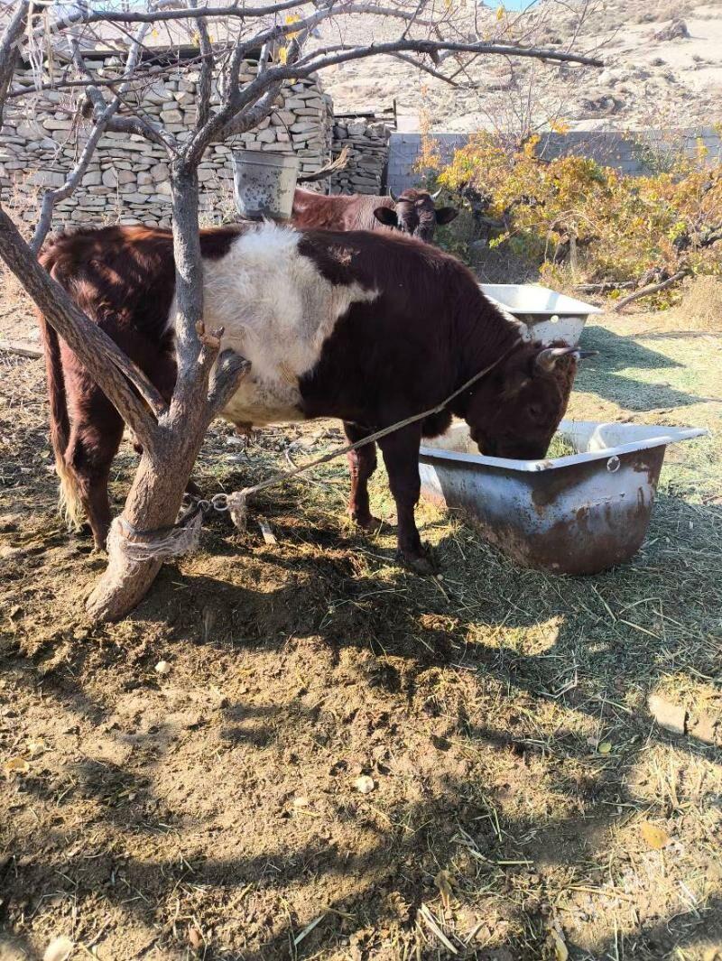 okuz - Бахарден - img 5