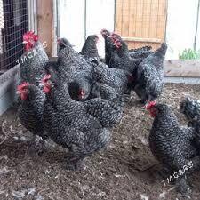 доминант товук - Türkmenabat - img 2