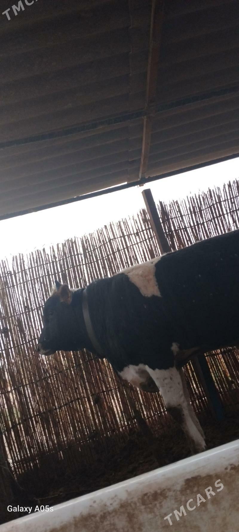 sves okuz - Sakarçäge - img 2