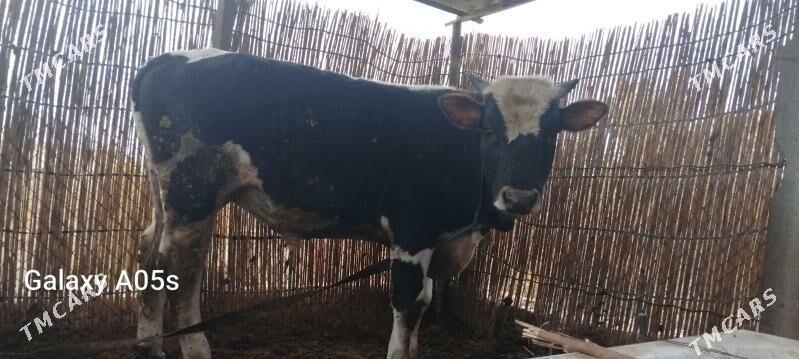 sves okuz - Sakarçäge - img 3