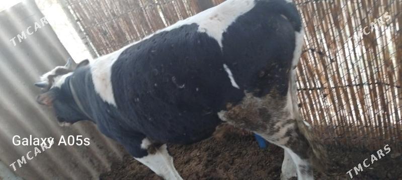 sves okuz - Sakarçäge - img 5