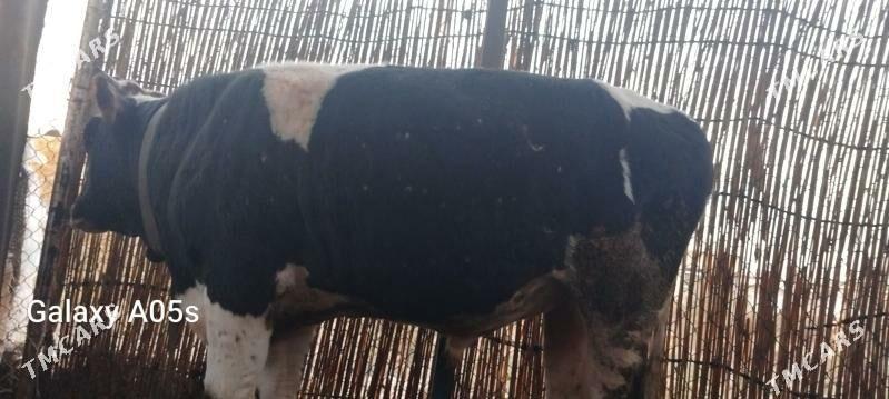 sves okuz - Sakarçäge - img 4