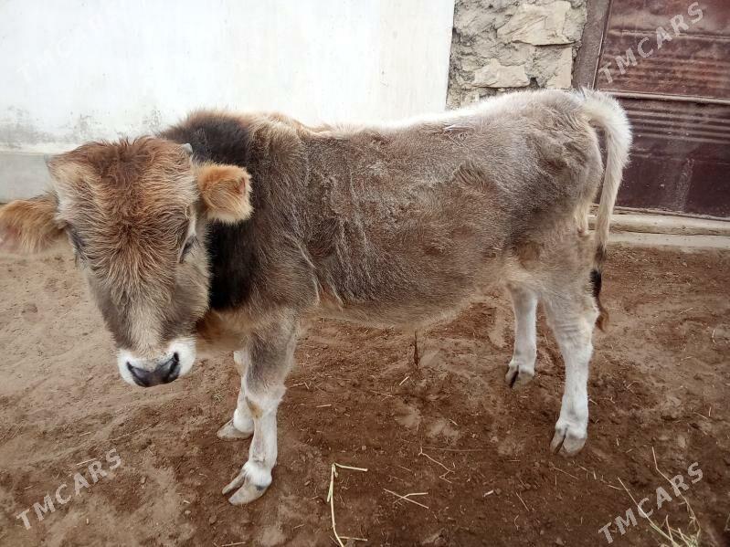 öküzçe - Esenguly - img 2