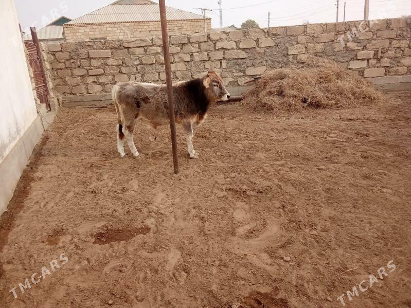 öküzçe - Esenguly - img 1