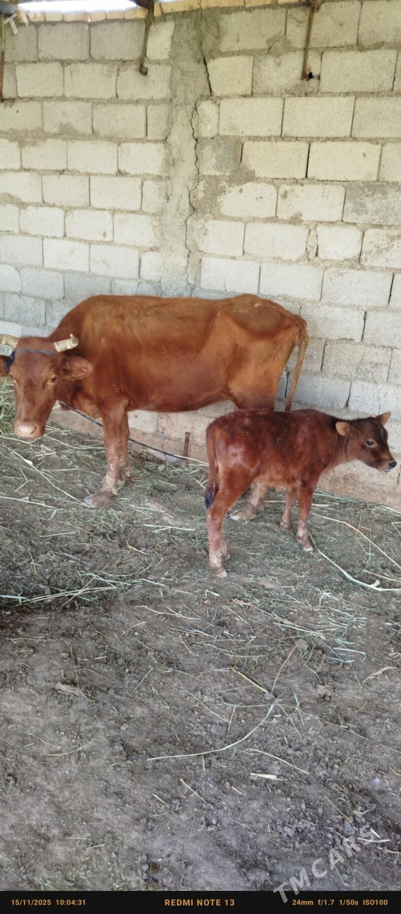 sygyr öküz - Ak bugdaý etraby - img 2