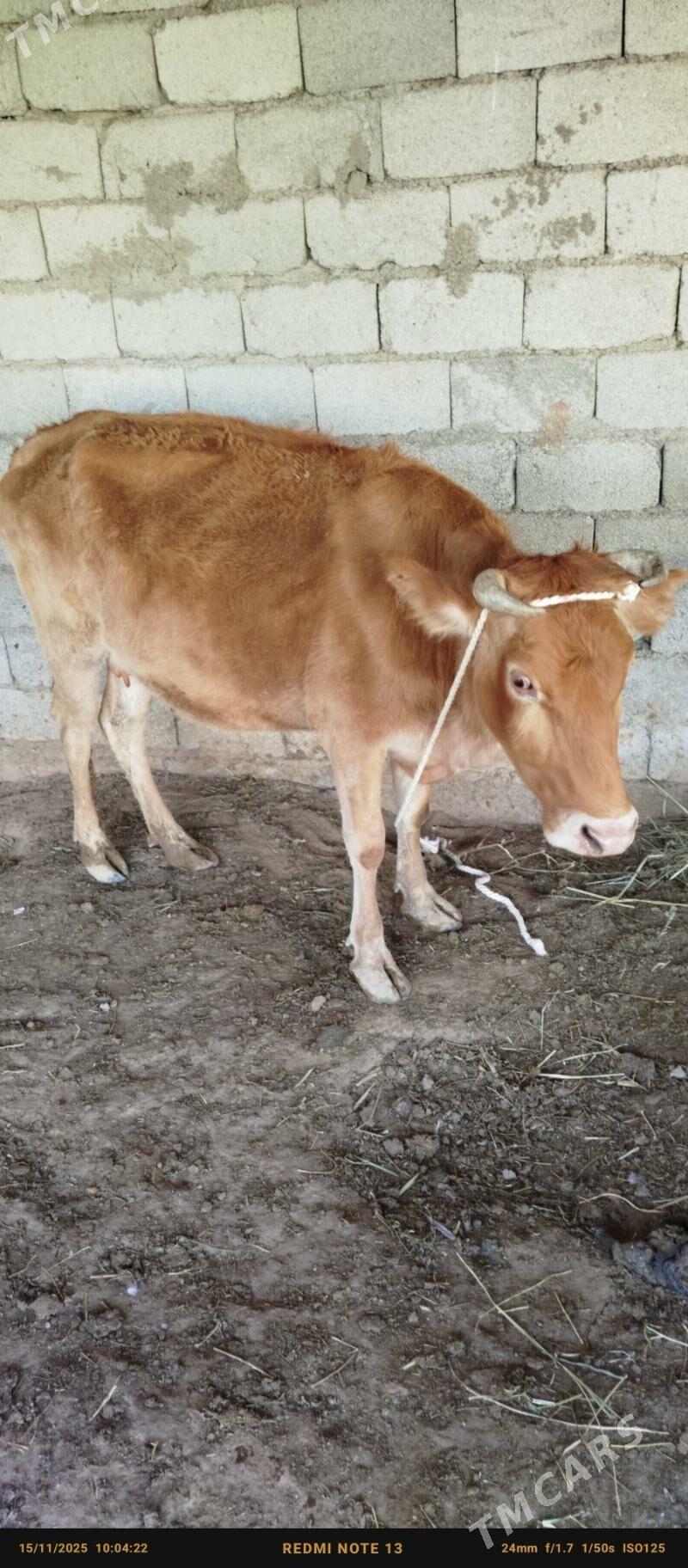 sygyr öküz - Ak bugdaý etraby - img 3