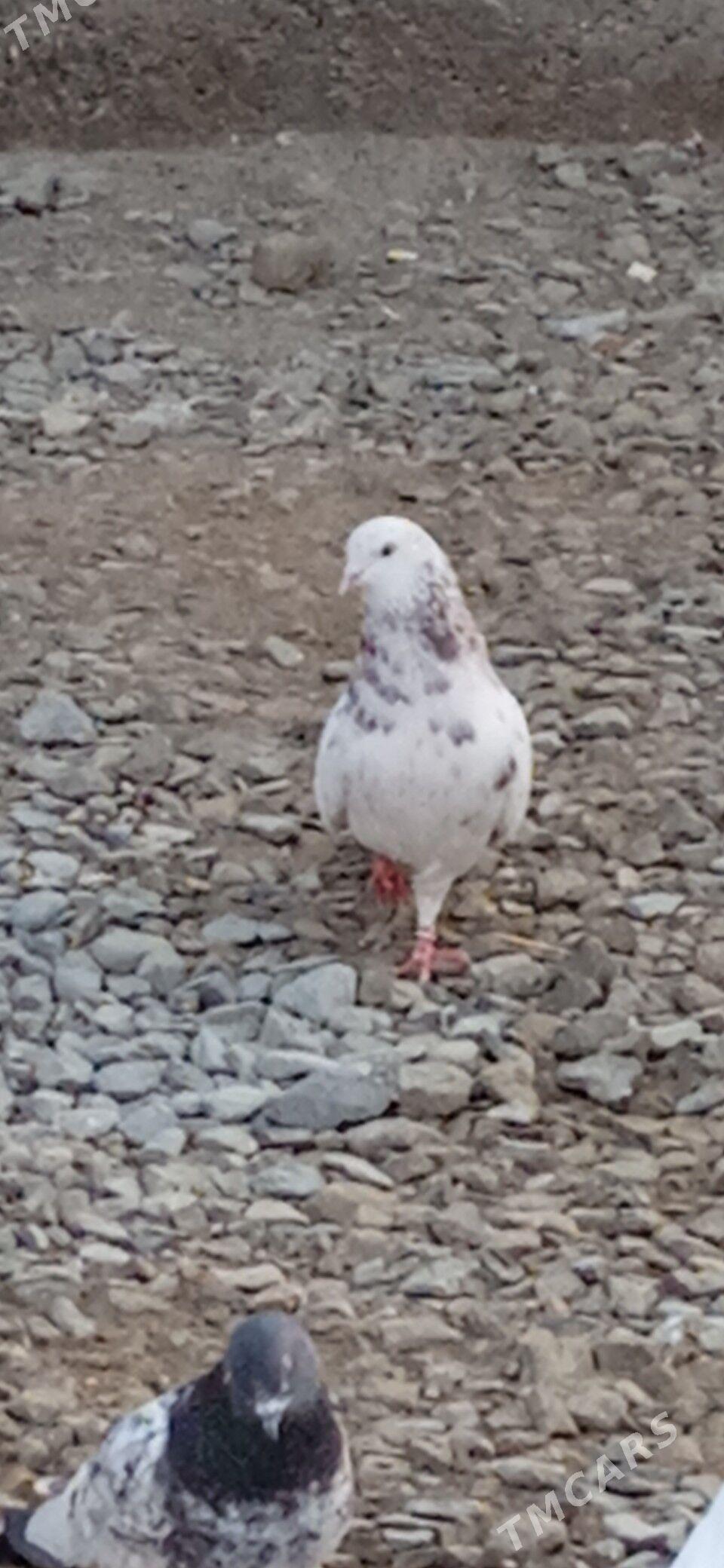 kepderi - Бахарден - img 1