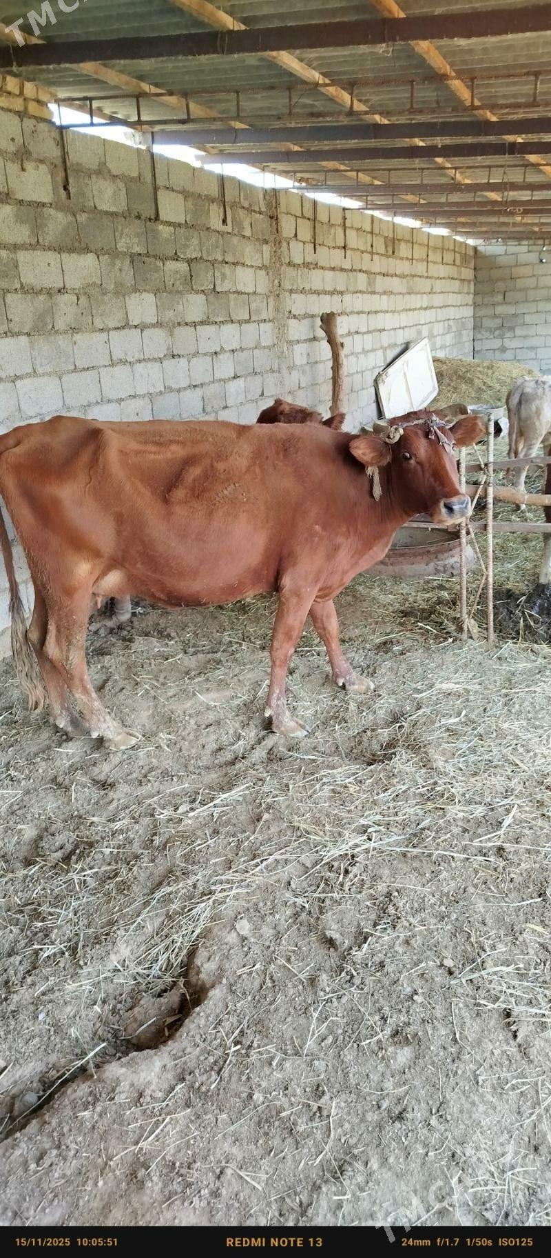 sygyr öküz - Ak bugdaý etraby - img 4