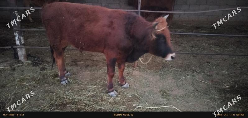 sygyr öküz - Ak bugdaý etraby - img 5