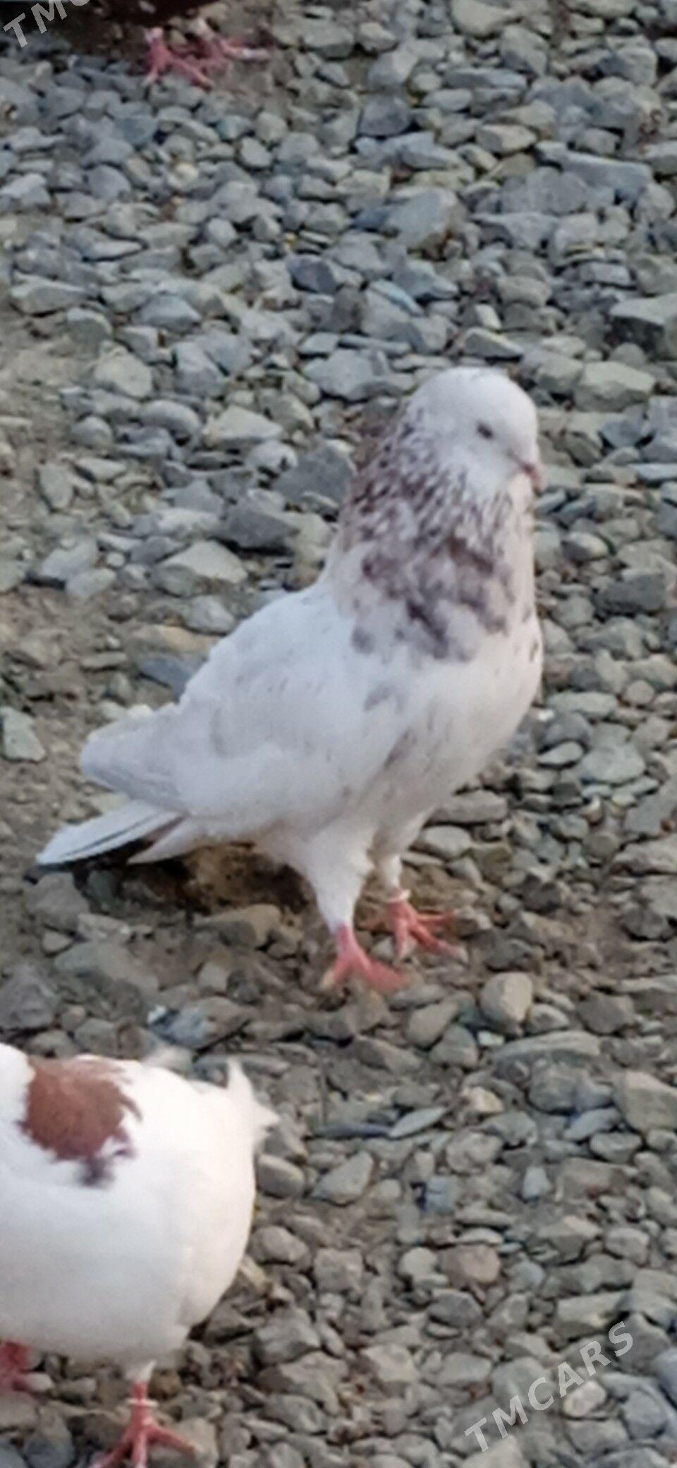 kepderi - Бахарден - img 2