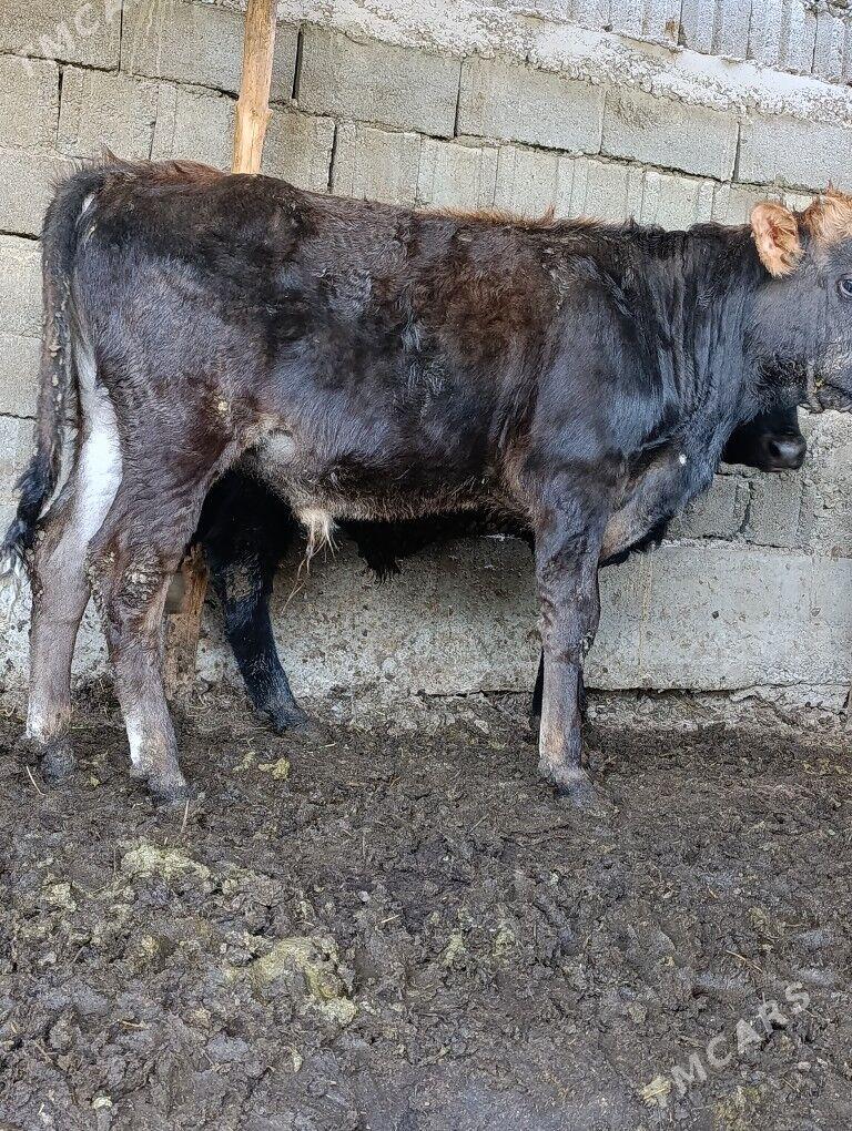 Okuz - Aşgabat - img 2