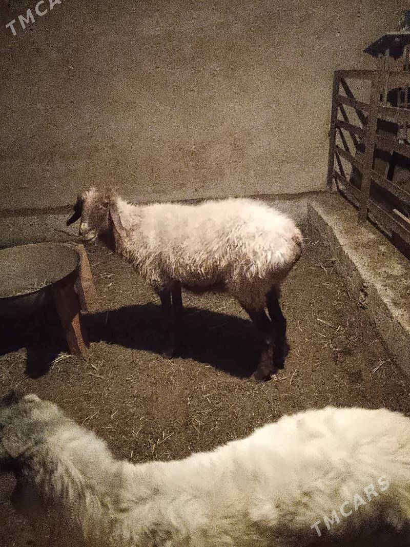 goyun tokly - Бабадайхан - img 2