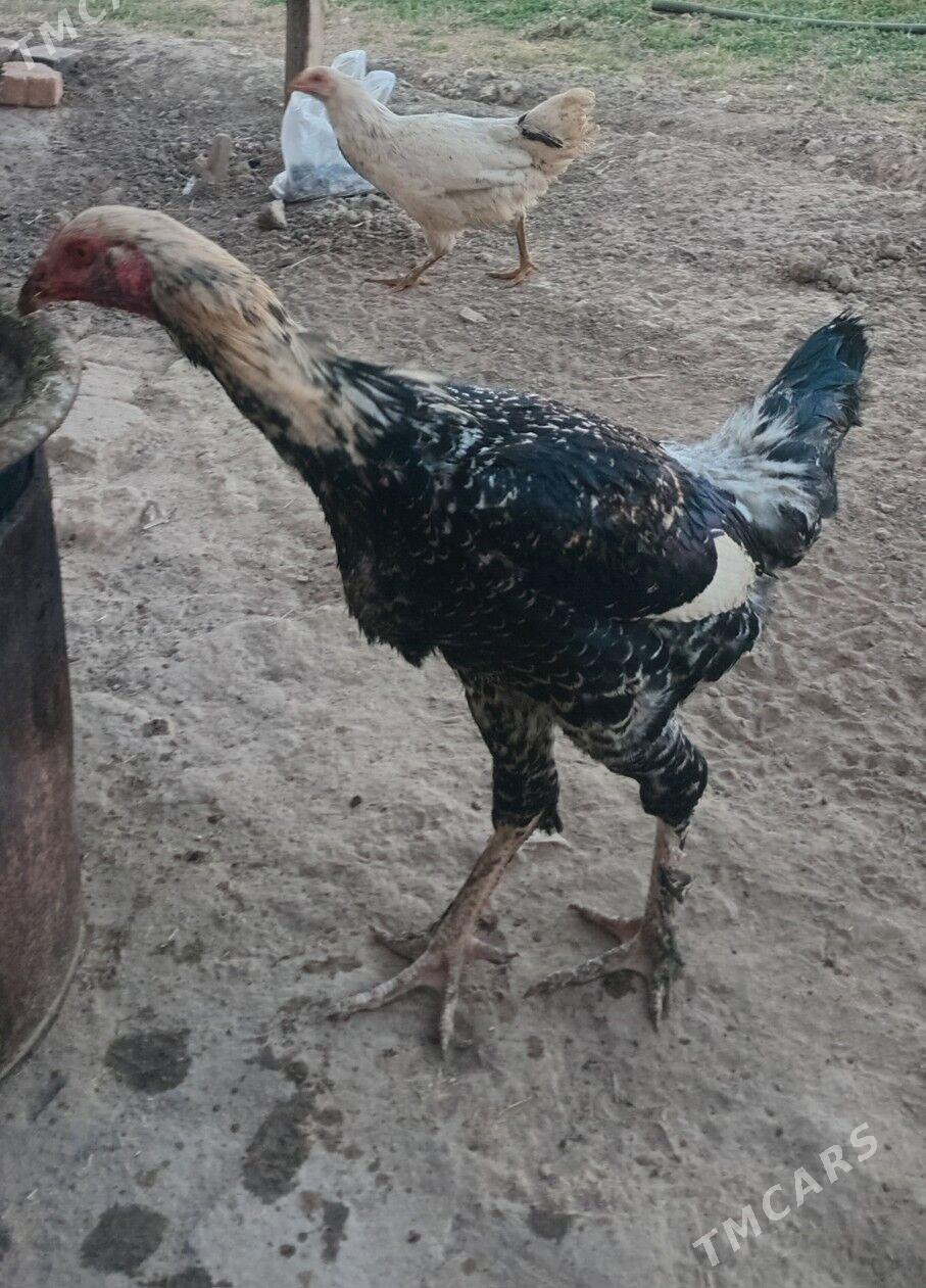 Baýsy towugyň jujesi - Ýolöten - img 2