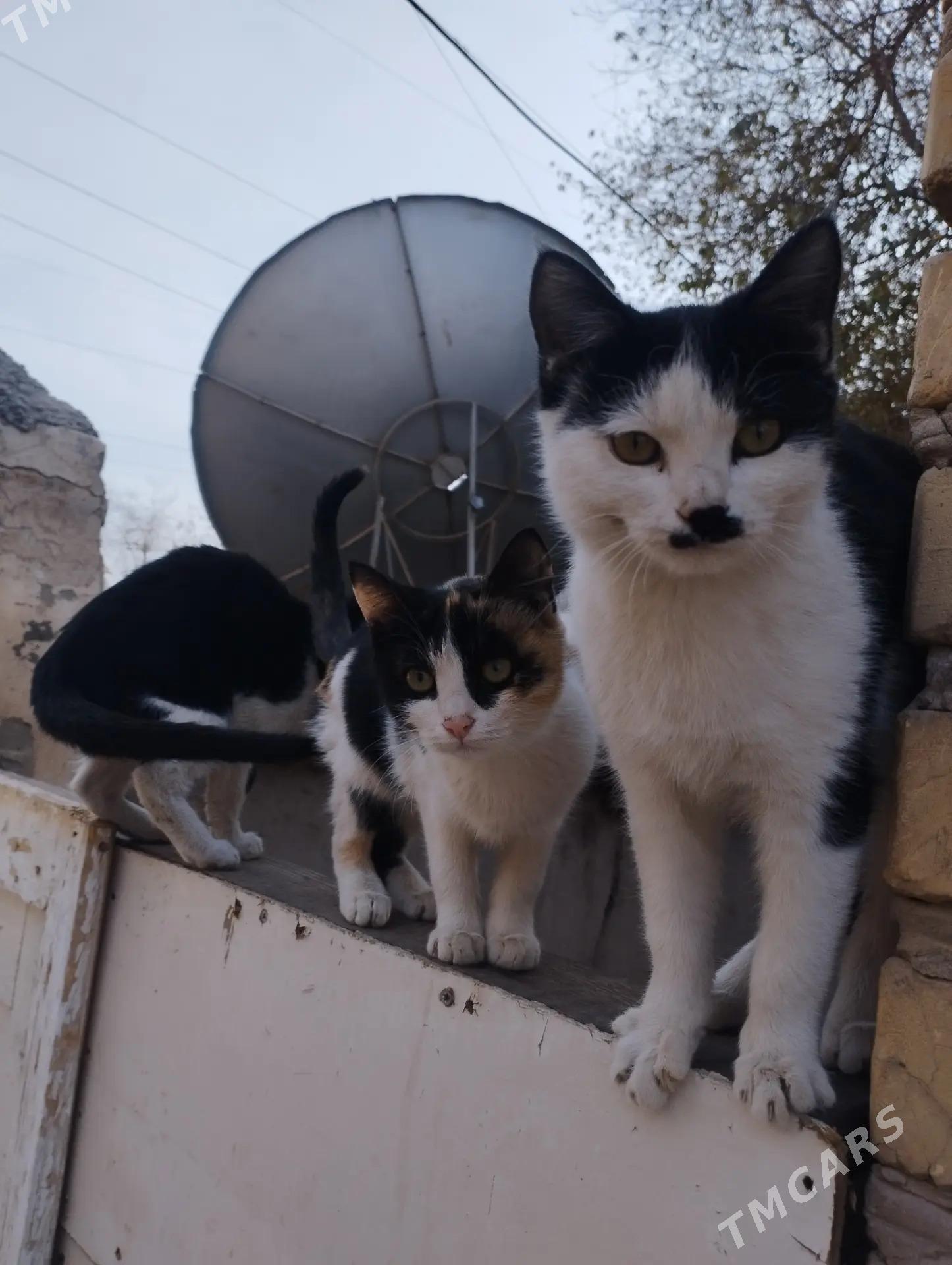 котята - Daşoguz - img 1