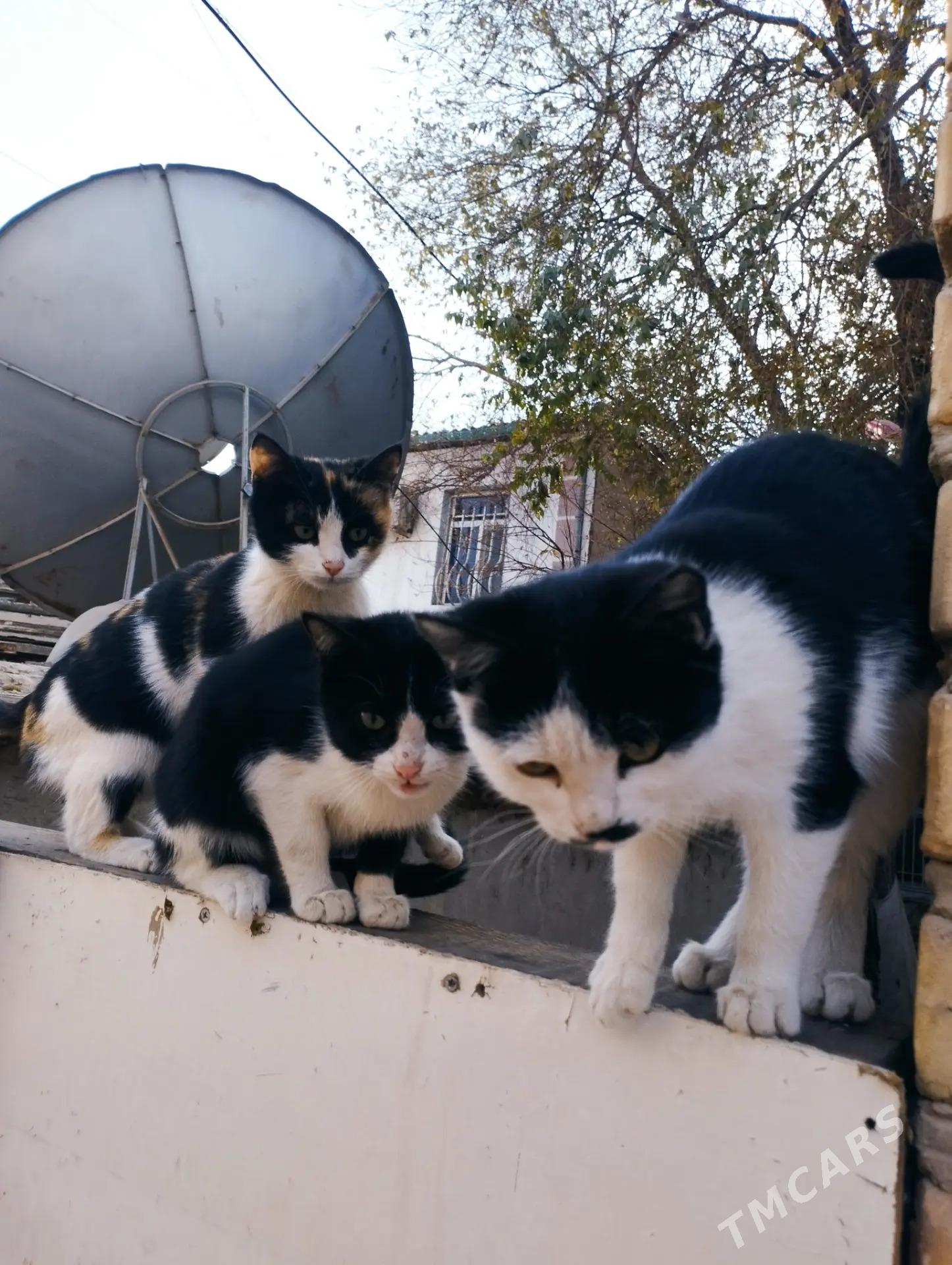 котята - Daşoguz - img 2