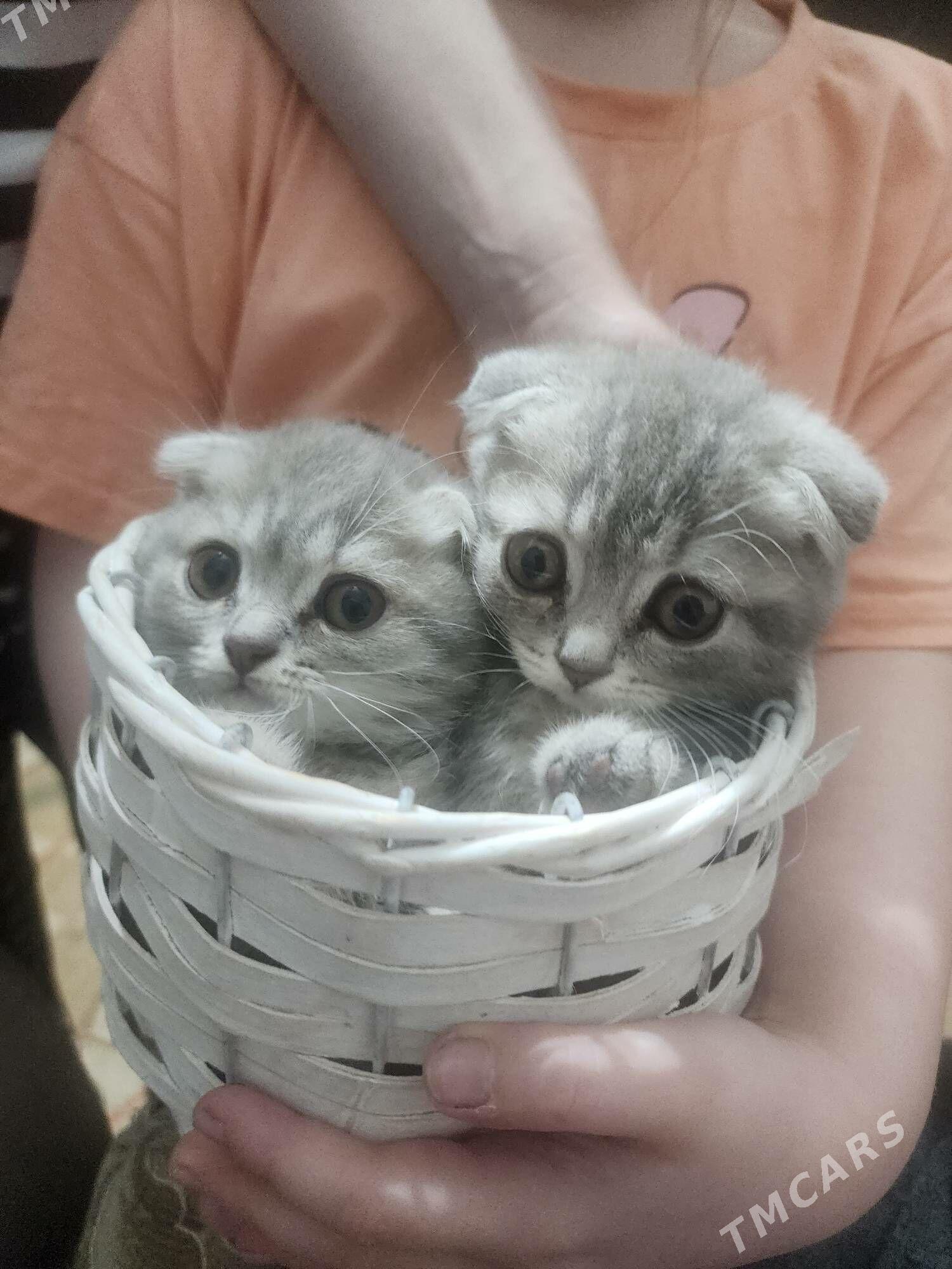 Шотландские котята - Aşgabat - img 4