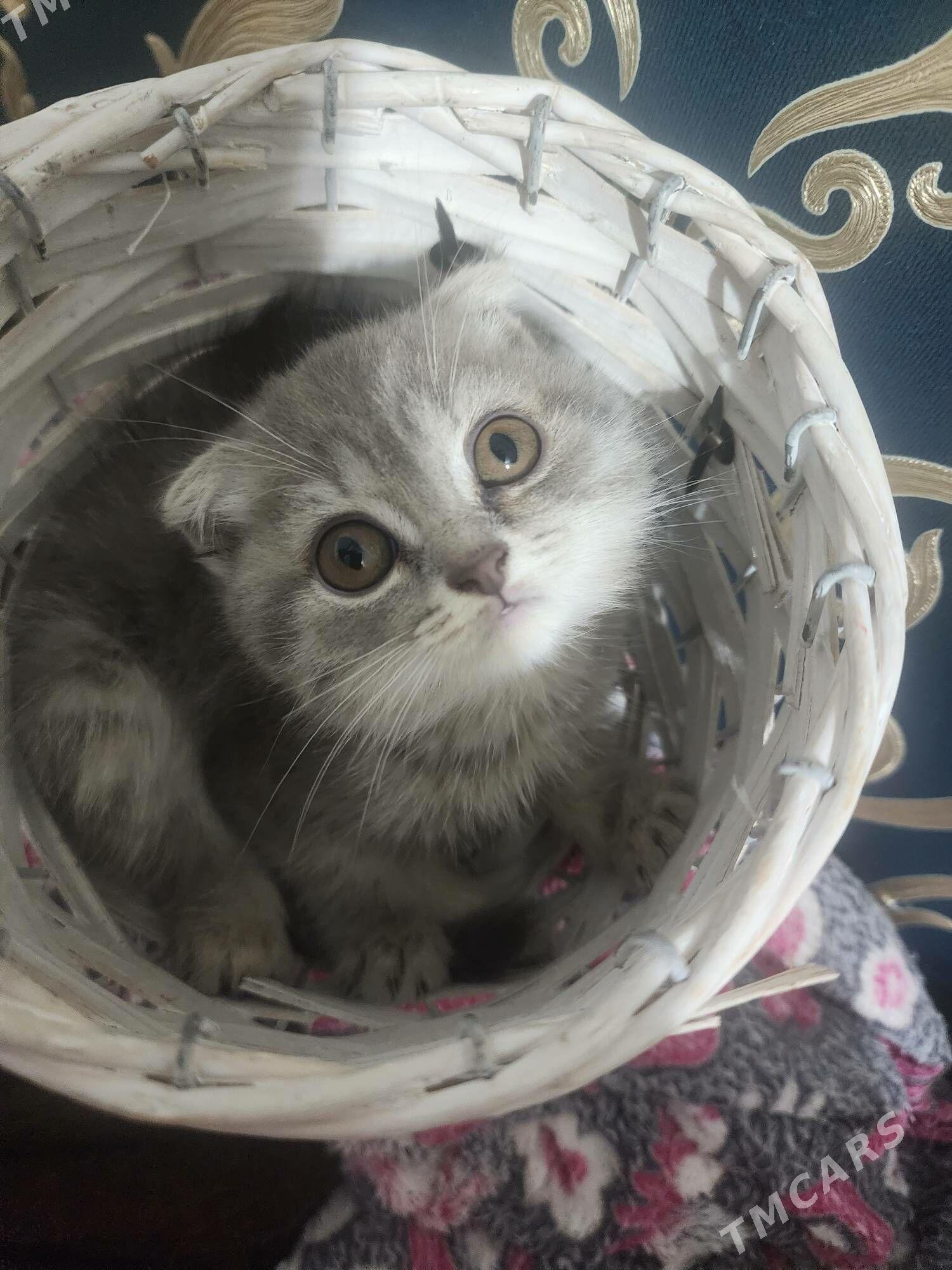 Шотландские котята - Aşgabat - img 1