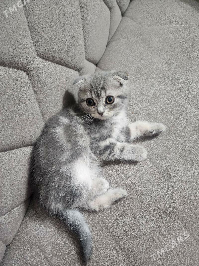 Шотландские котята - Aşgabat - img 7