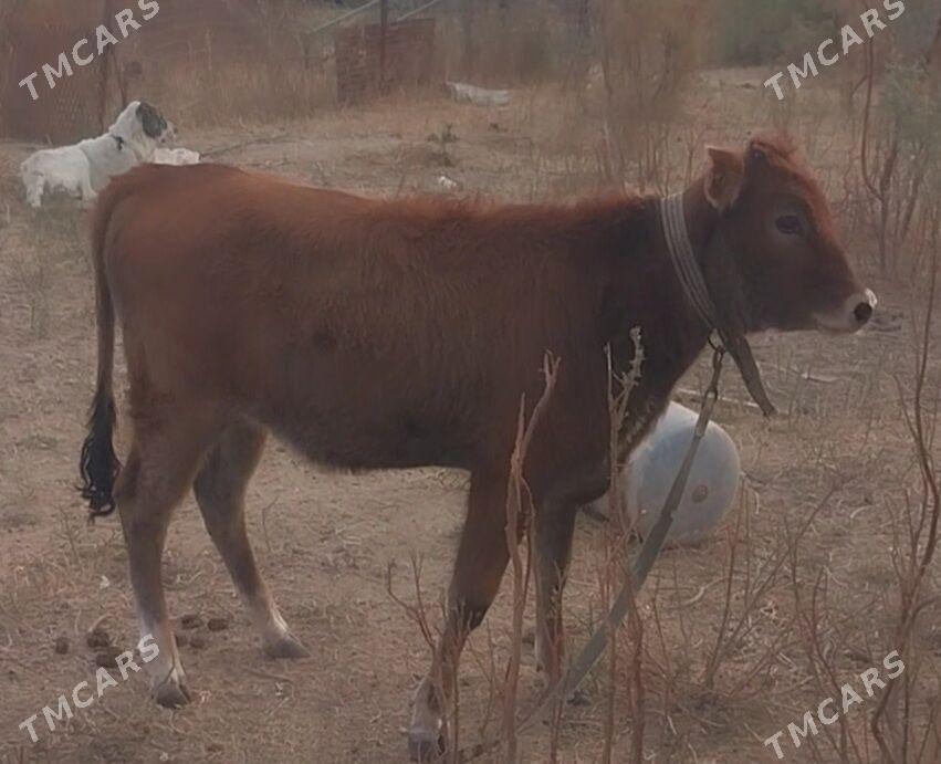 tuwe - Garadamak Şor - img 2