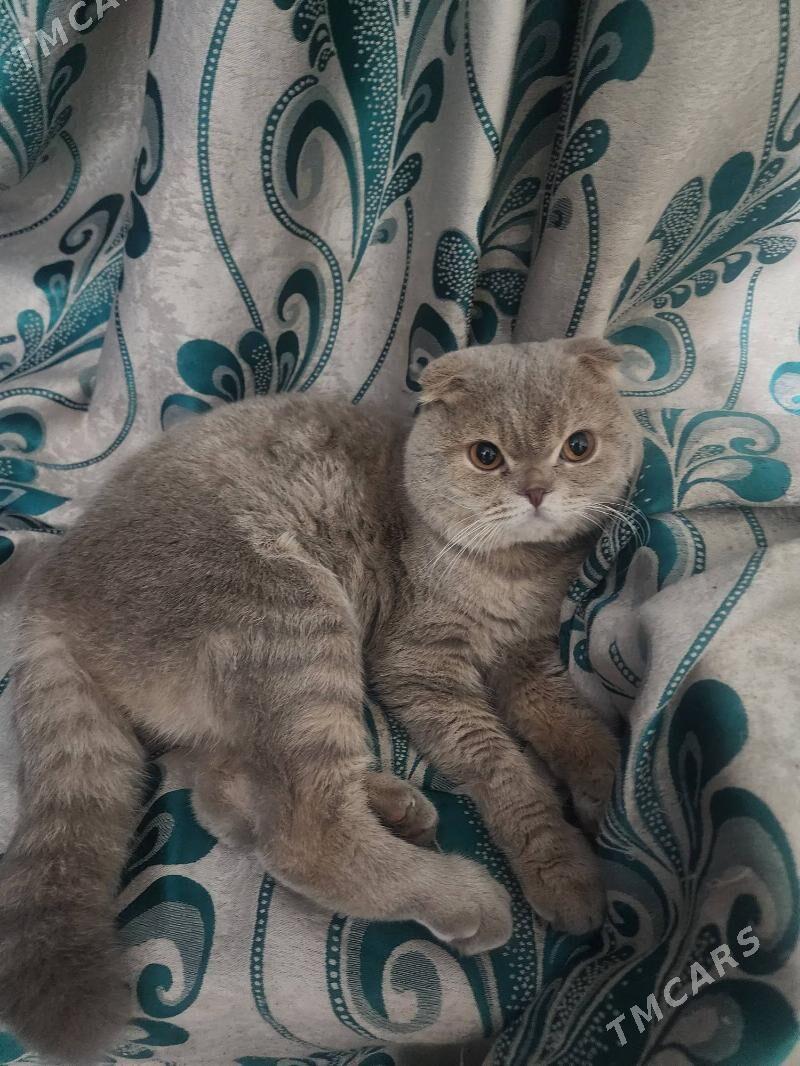 Шотландские котята - Aşgabat - img 9