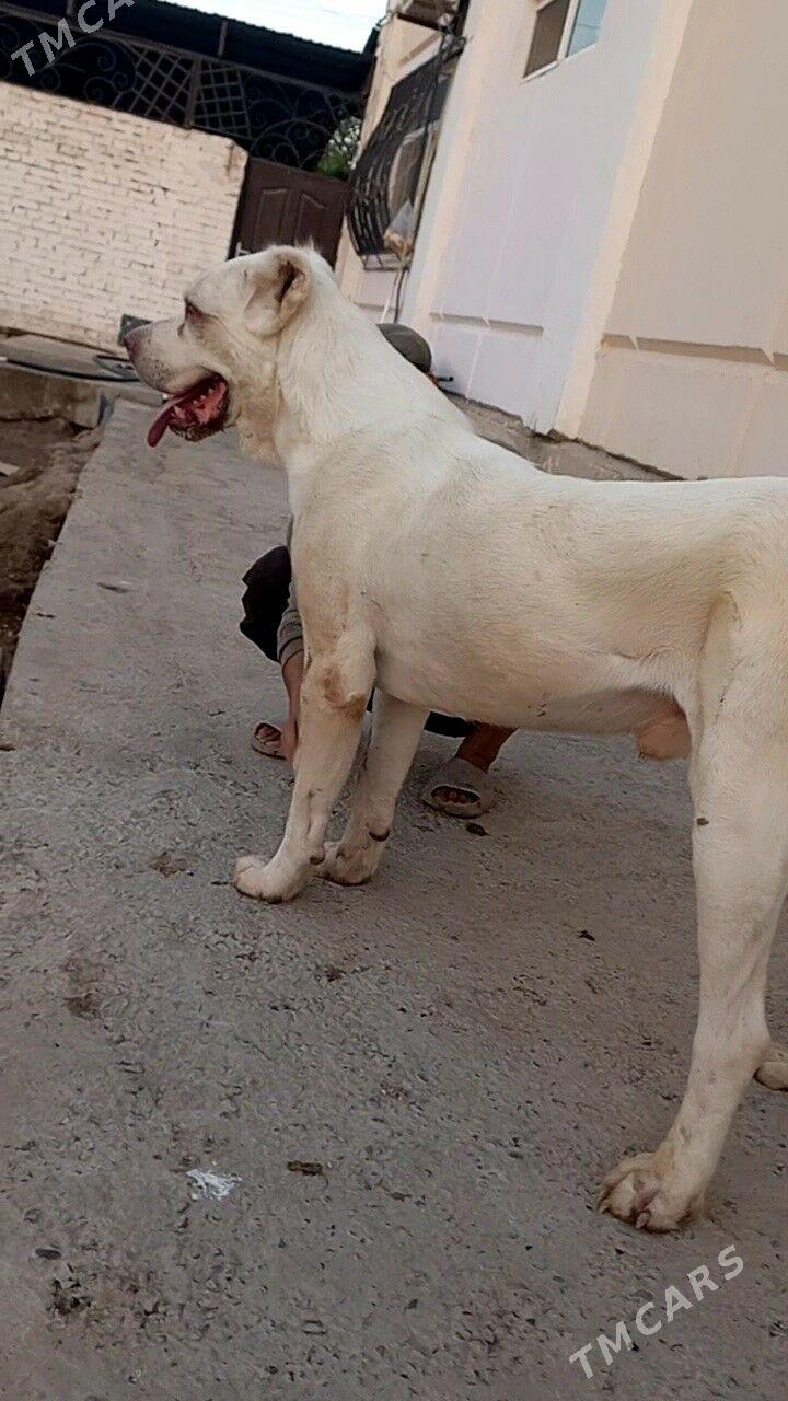 туркмен алабай - Türkmenabat - img 4