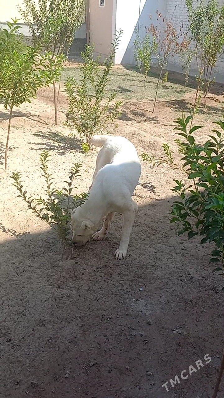 туркмен алабай - Türkmenabat - img 2