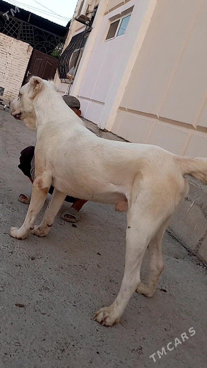 туркмен алабай - Türkmenabat - img 5