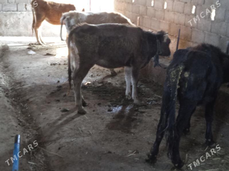 tuweler - Gyzylarbat - img 3